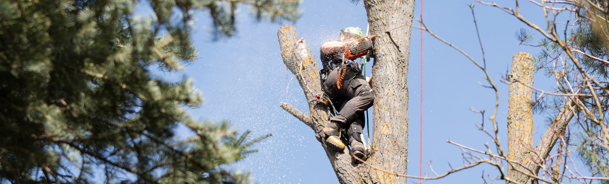 how-live-answering-can-help-your-tree-service